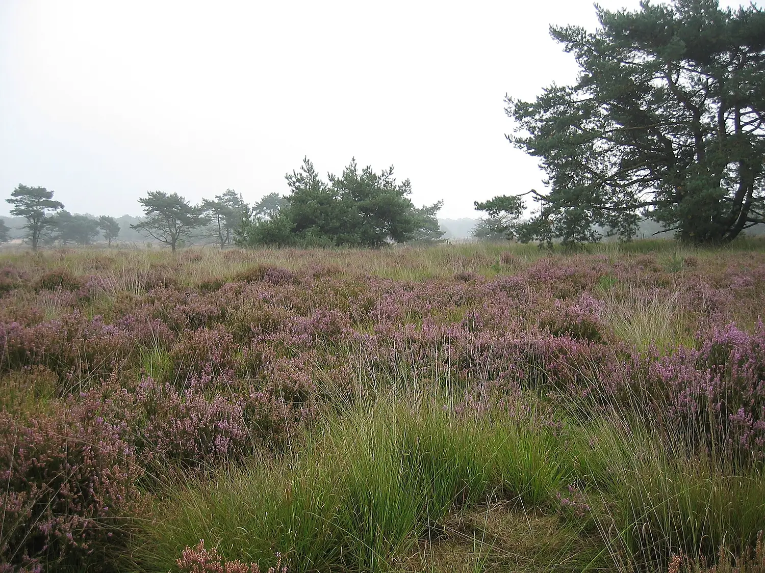 Kalmthoutse heide