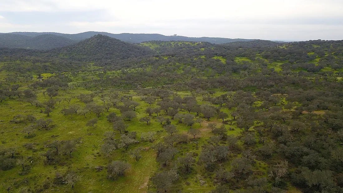 DJI 0152 Dehesa Extremadura