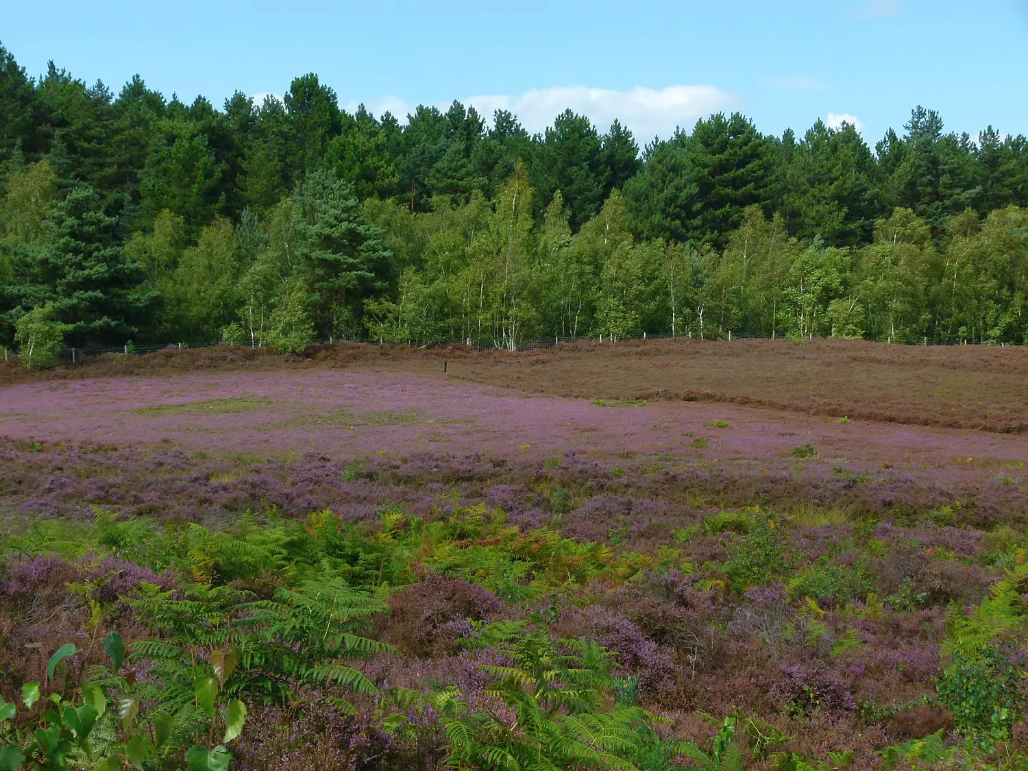 Dersingham bog heather