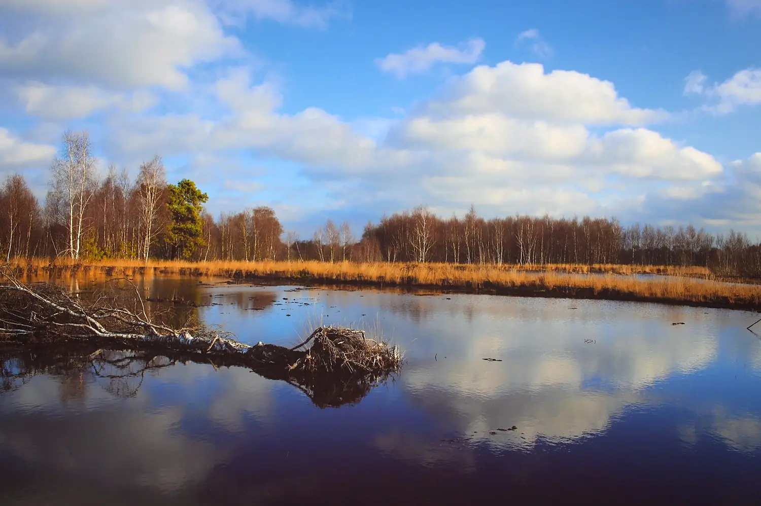 Diepholzer Moor Erlebnispfad