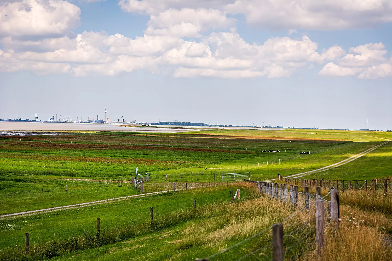 Deichvorland im Dollart - Nationalpark niedersächsisches Wattenmeer