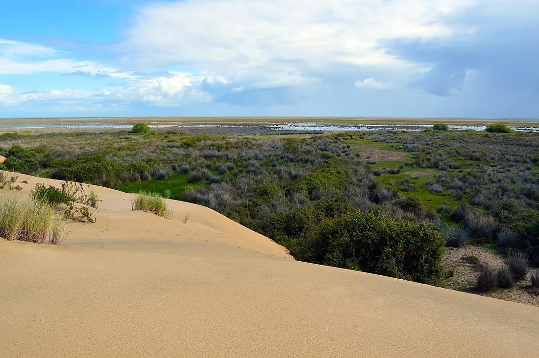 Vista de las marismas del Parque Doñana