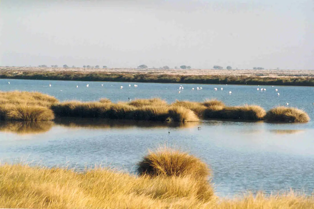 Wetlands in Donana