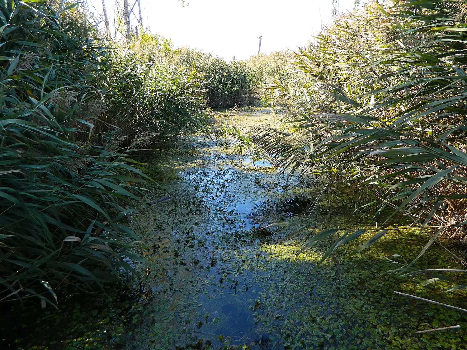 Dragomansko blato 02