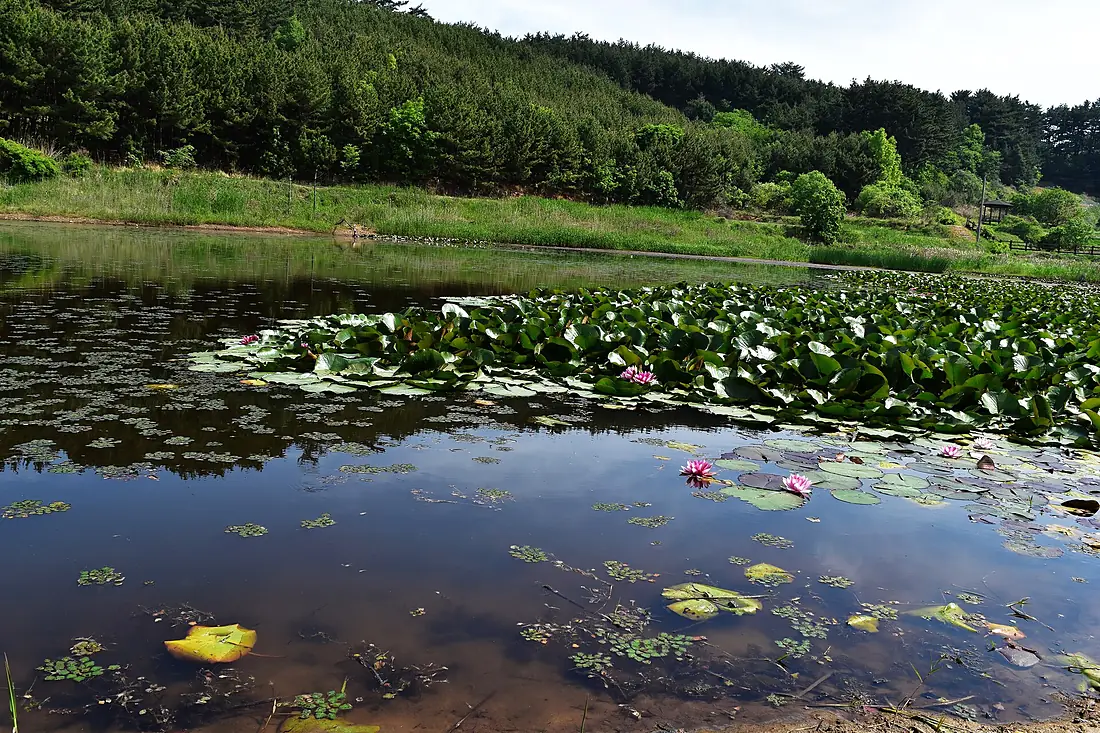 Duwung wetland image 2