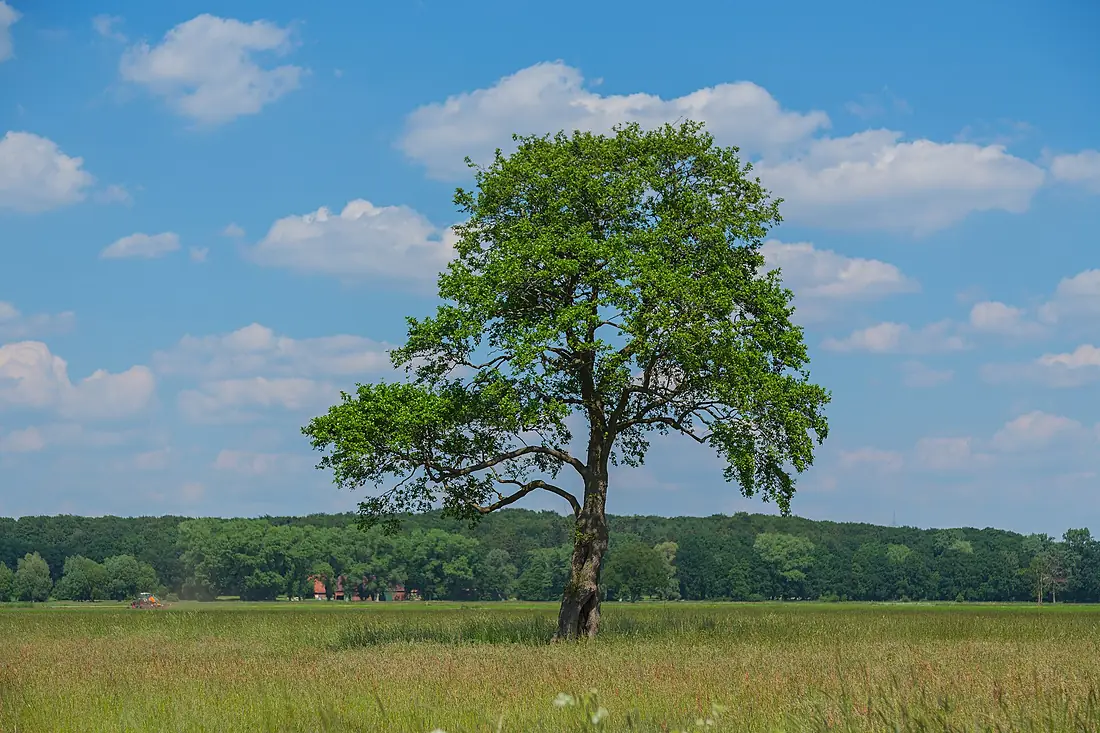 Naturschutzgebiet Duesterdieker Niederung 26