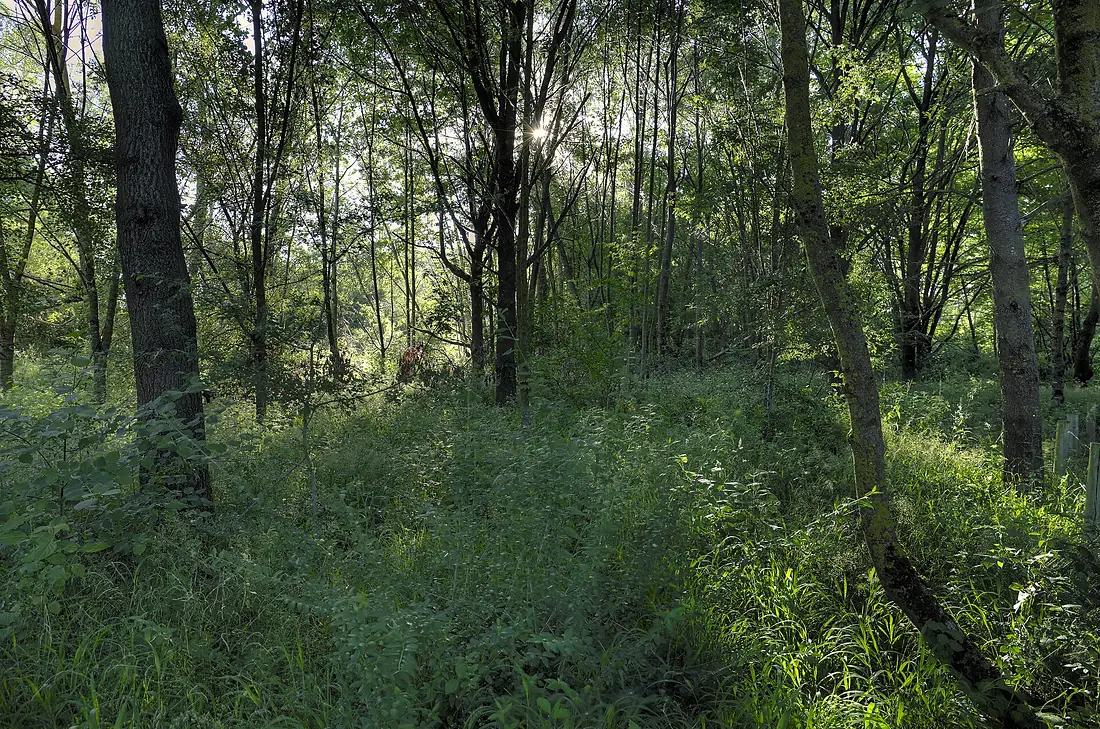 Forêt Lumière Ecopole