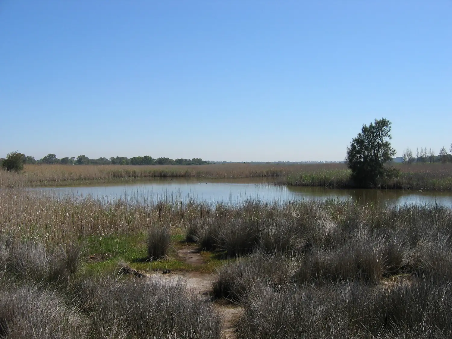 Seaford Wetlands 1