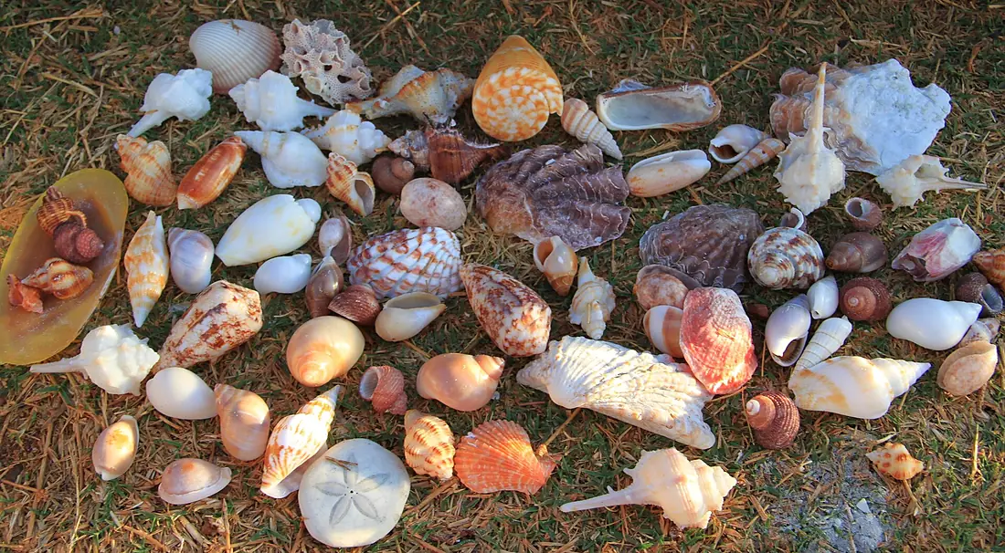 Eighty mile beach shells