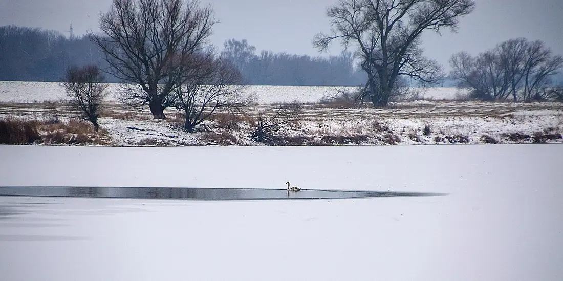 Elbaue Derben im Winter 02