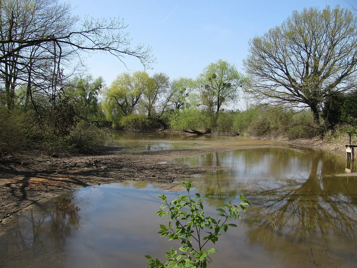 D-BW-Eriskirch - Eriskircher Ried - Niedrigwasser