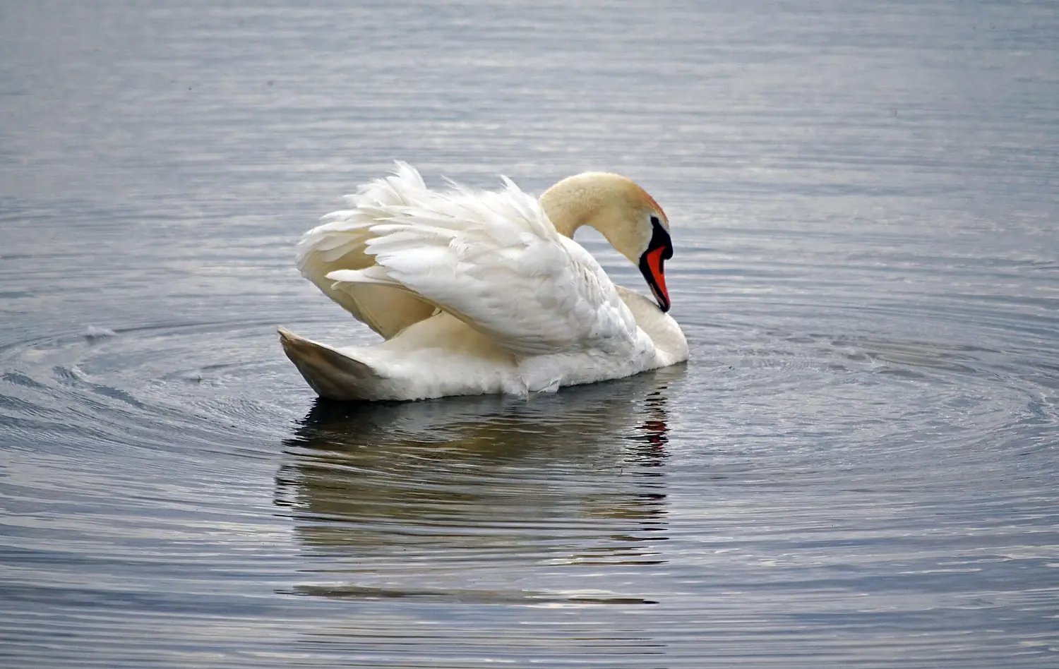 Schwan im Naturschutzgebiet Eschefelder Teiche - Sachsen