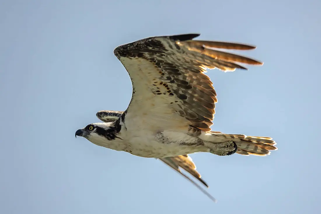 Osprey - Águila pescadora (Pandion haliaetus carolinensis) (54827839706)