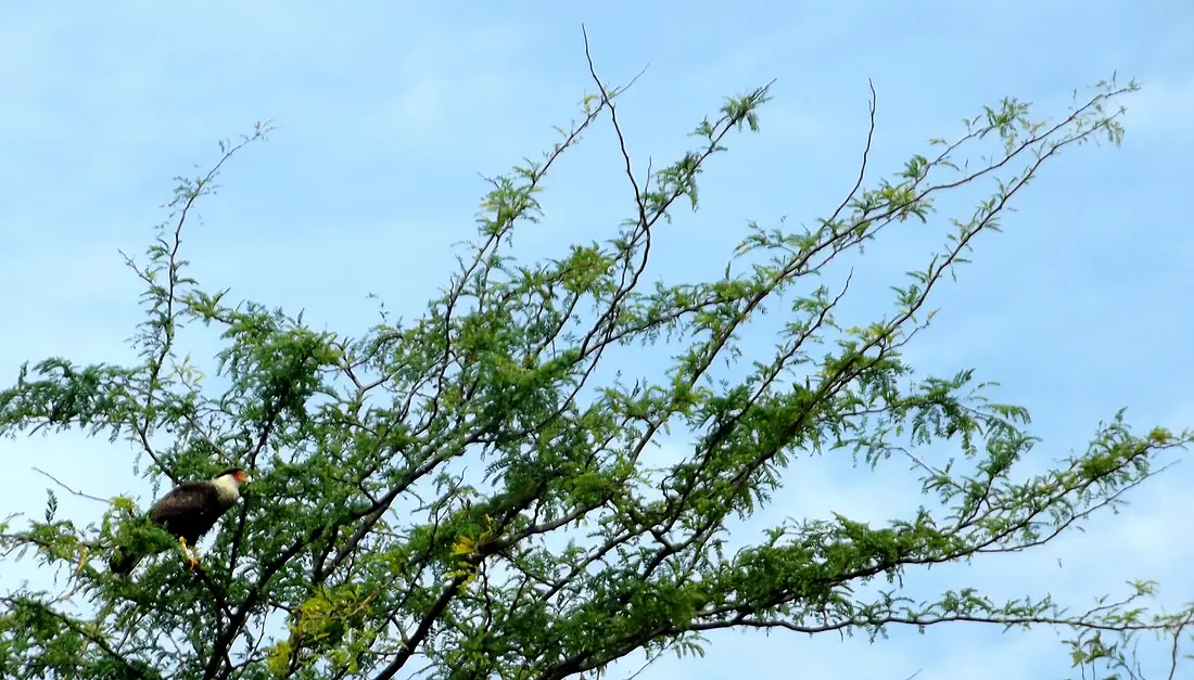 Carancho, esteros de farrapos