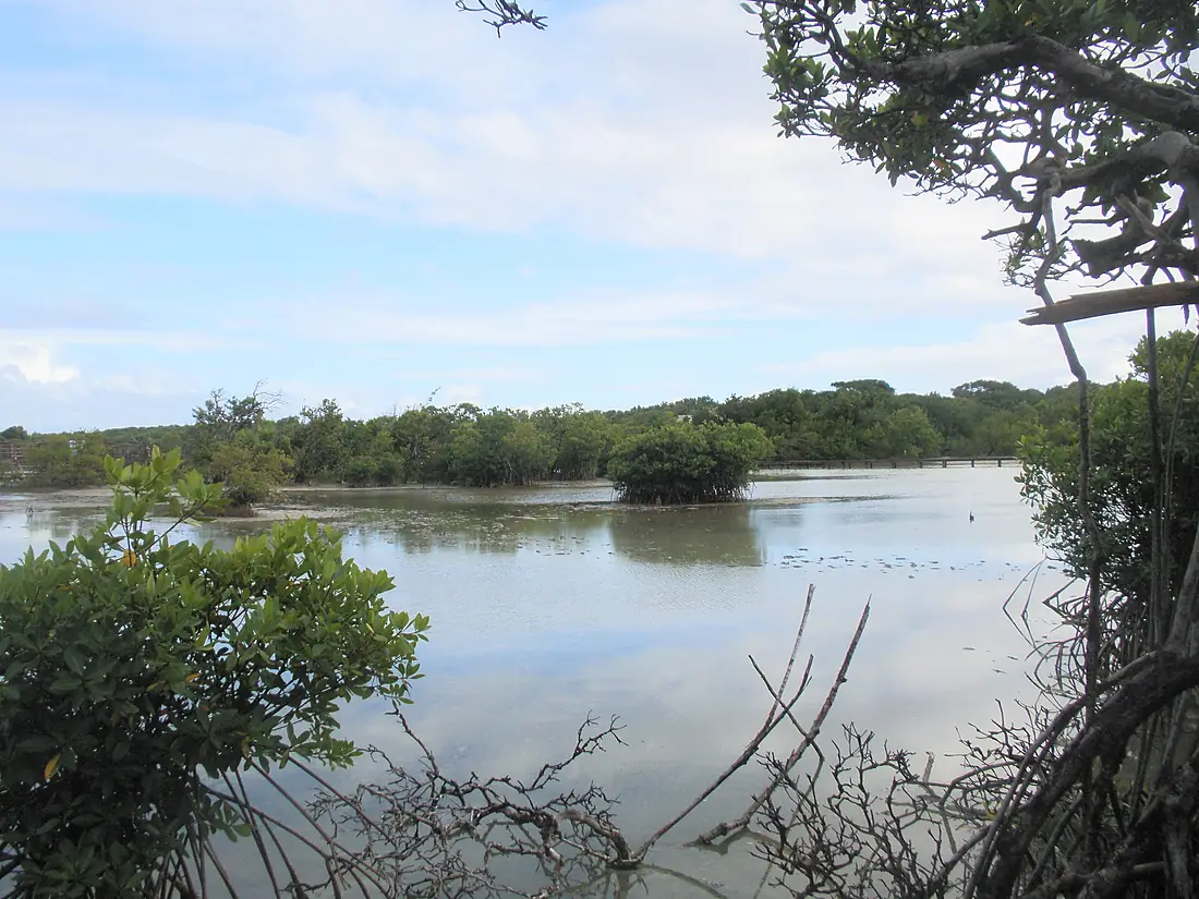 Étang des Salines (Sainte-Anne, Martinique) - 01
