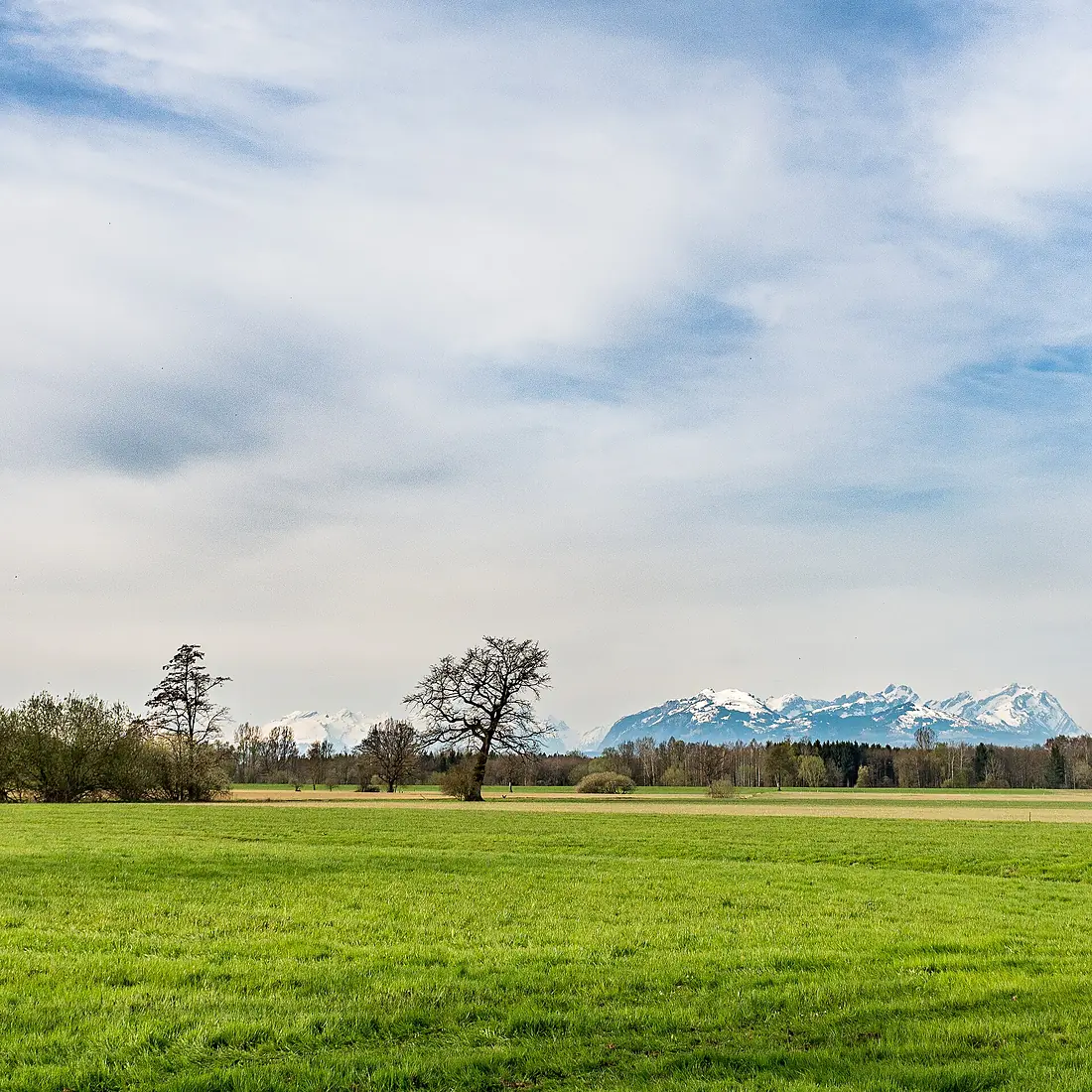 Lauteracher Ried Frühjahr 2015 01