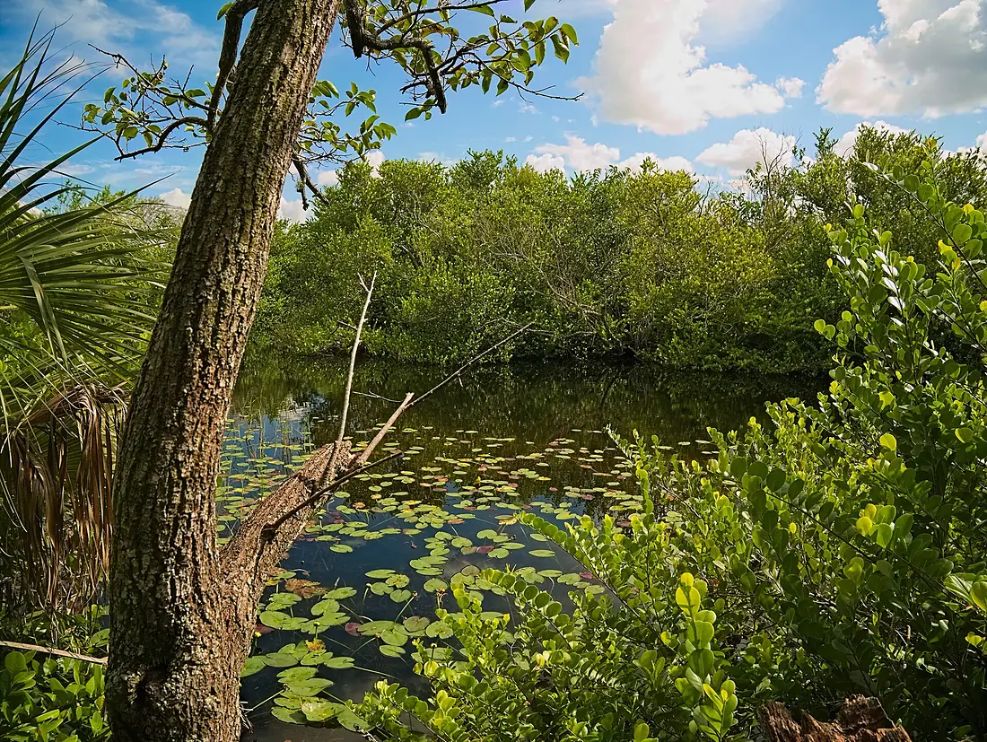 Shark Valley Borrow Pit Vegetation