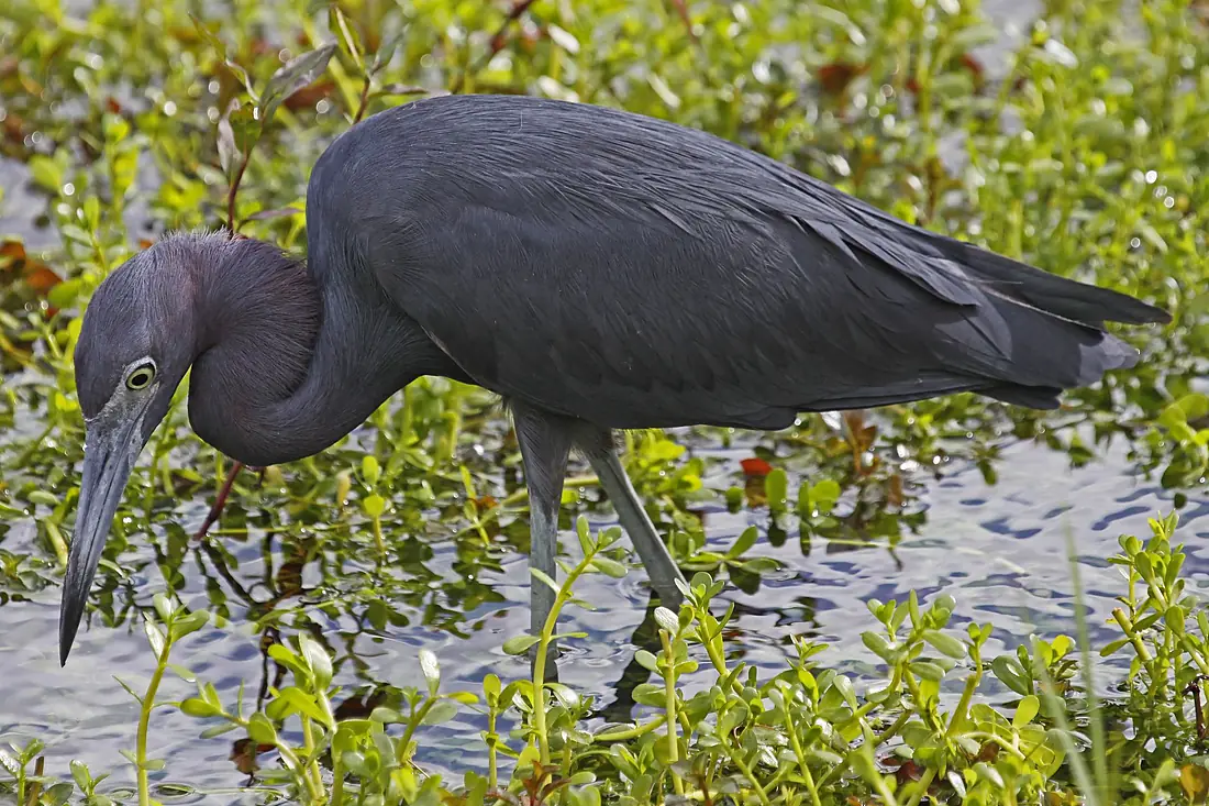 Little Blue Heron - Egretta caerulea, Anhinga Trail, Everglades National Park, Homestead, Florida