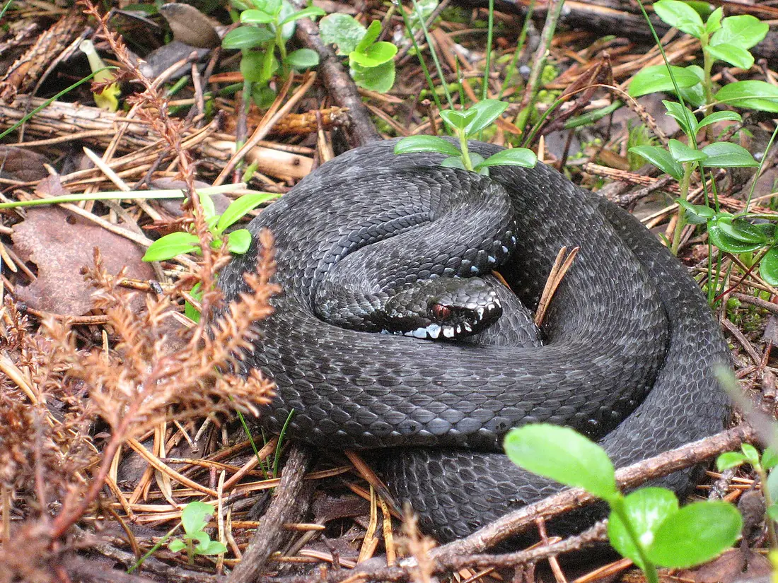 Färnebofjärden Vipera berus