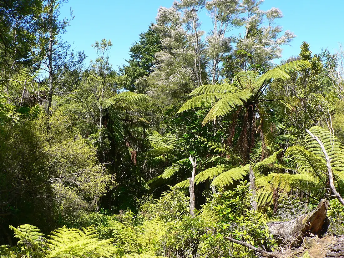 Fensham Reserve