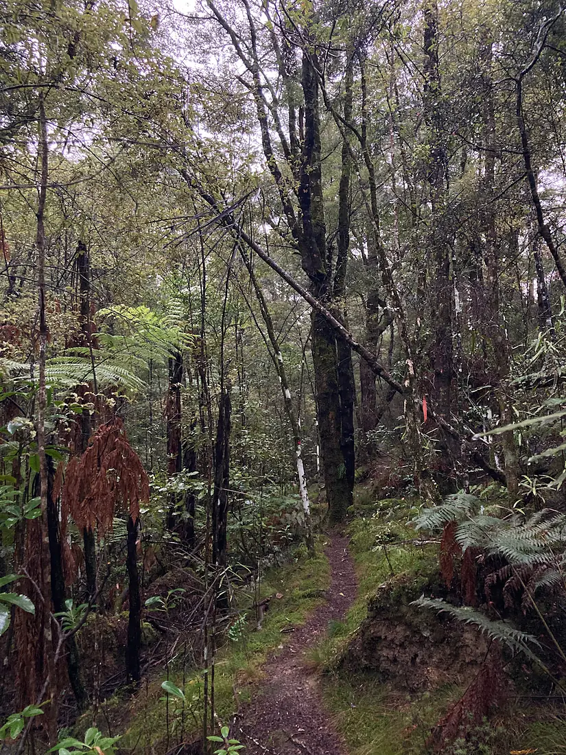 Fensham Reserve MRD 03