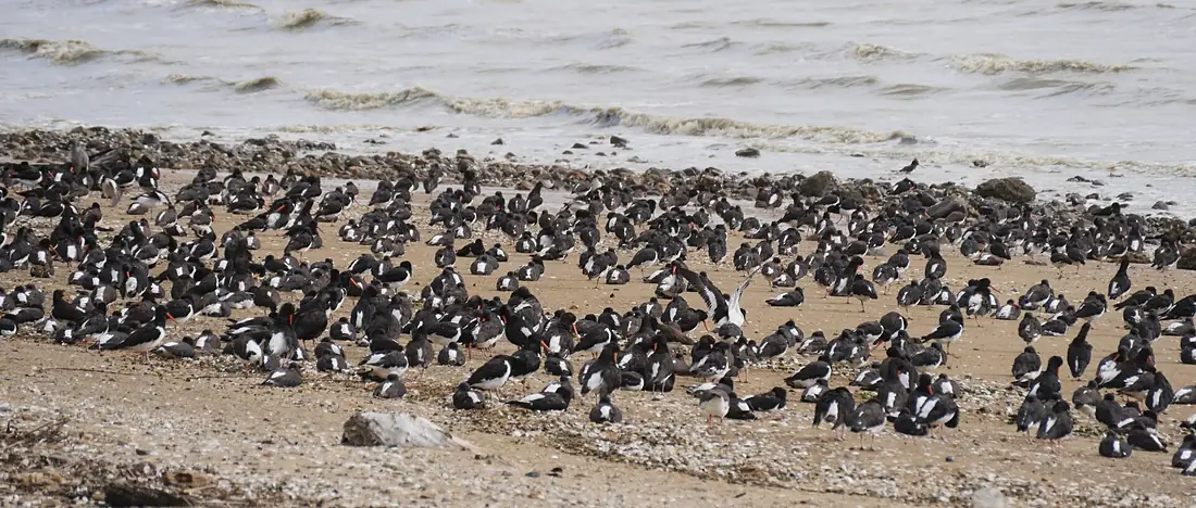 Firth of Thames, Seabirds at the Beach of Thames