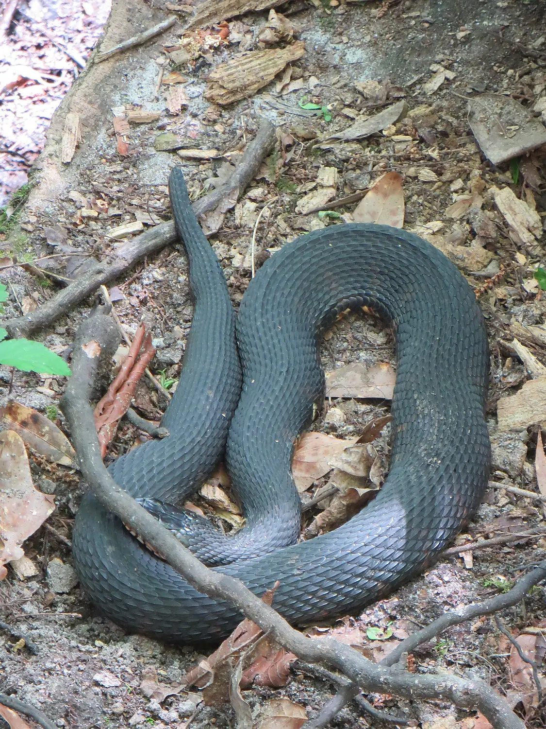 Watersnake dark