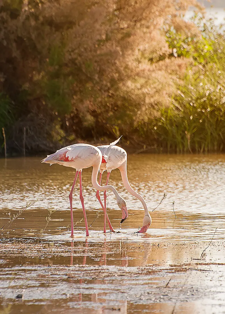 Flamencos en la laguna