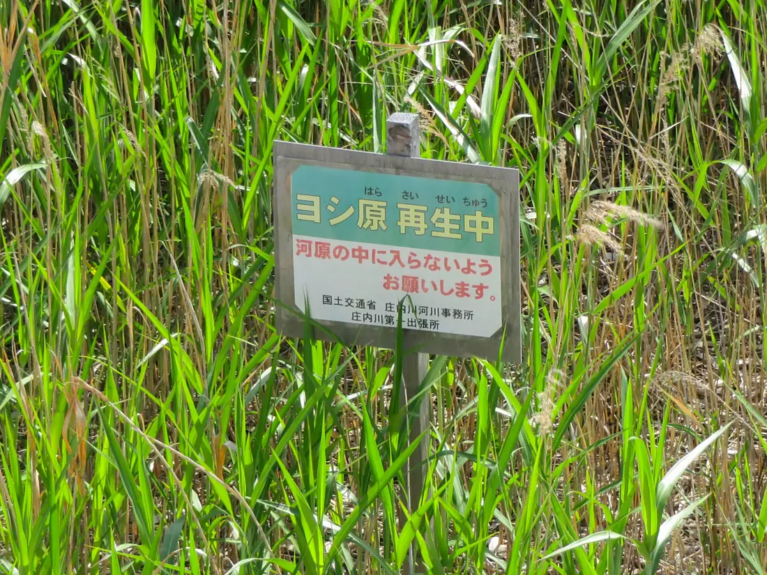 Caution in Reed bed of Fujimae-higata