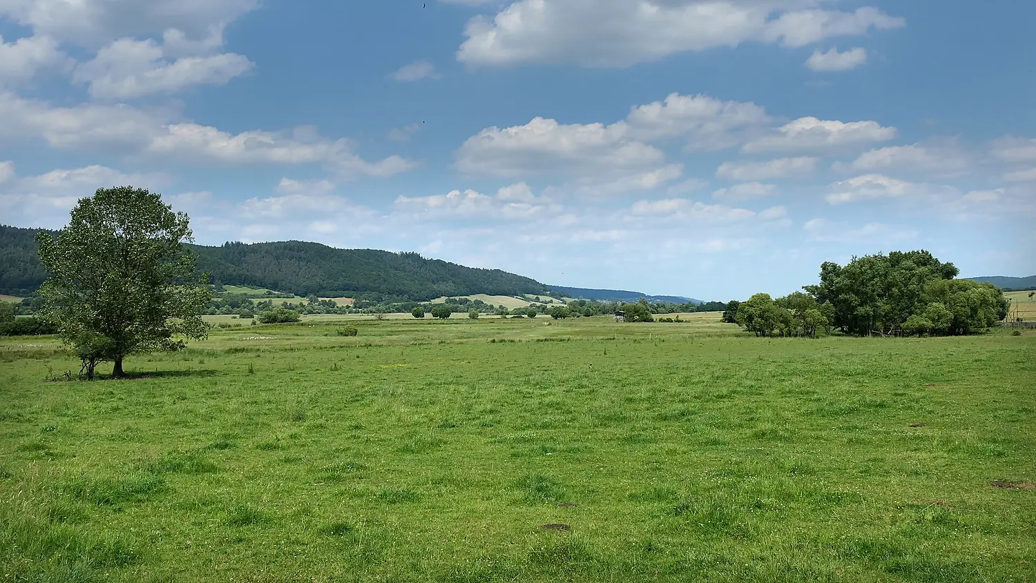 Bruchwiesen bei Mengshausen im Landkreis Hersfeld-Rotenburg (3)