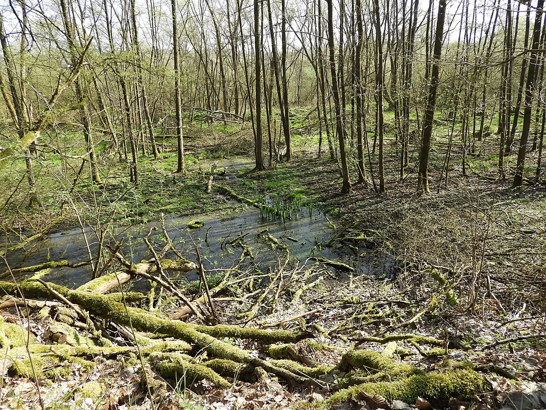 Bruchwald im Naturschutzgebiet „Forbachsee bei Bebra“