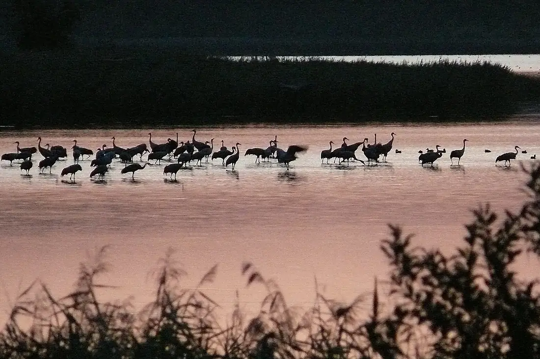 Die ersten von hunderten Kranichen nehmen ihre Schlafplätze im Flachwasser des Galenbecker Sees ein