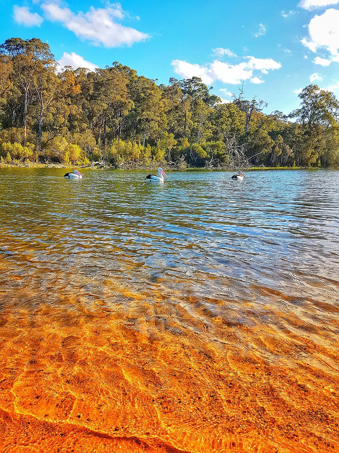 Trio of pelicans at Lake Tyers, Gippsland Lakes, Victoria, Australia