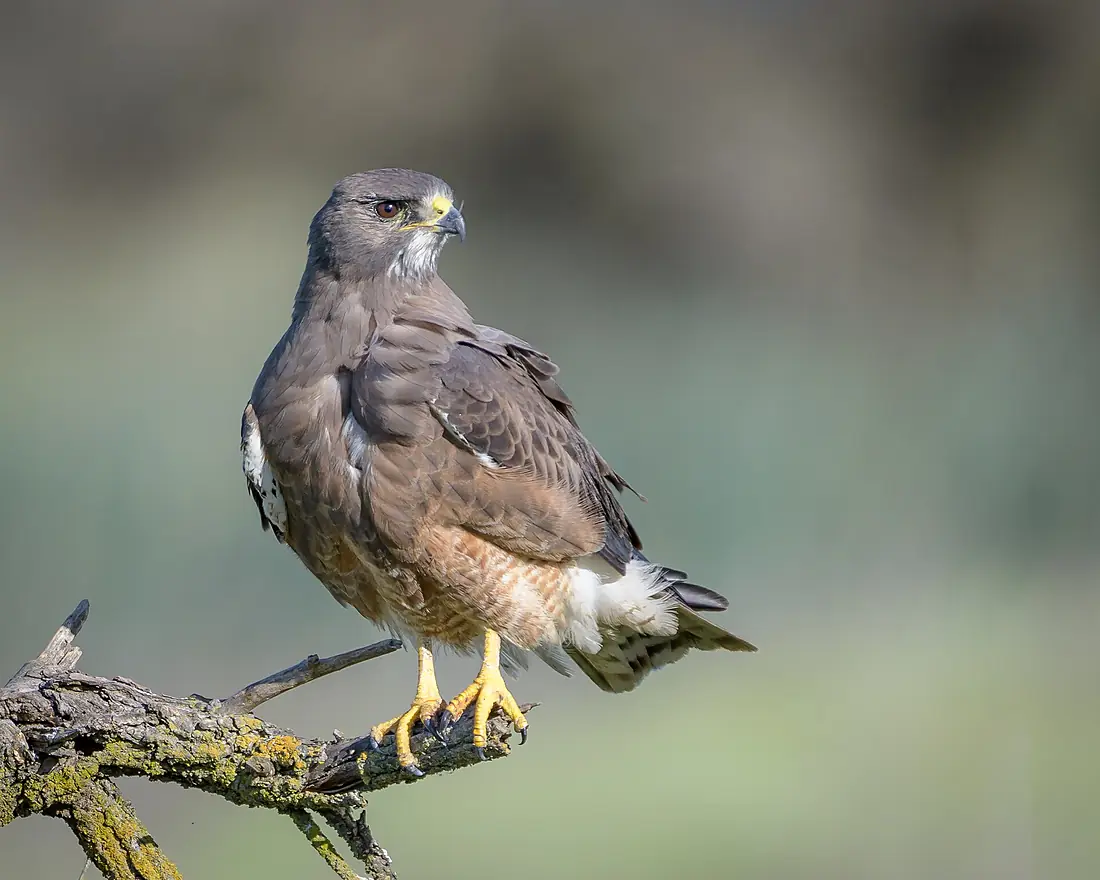 Swainson's Hawk (Dark Morph)