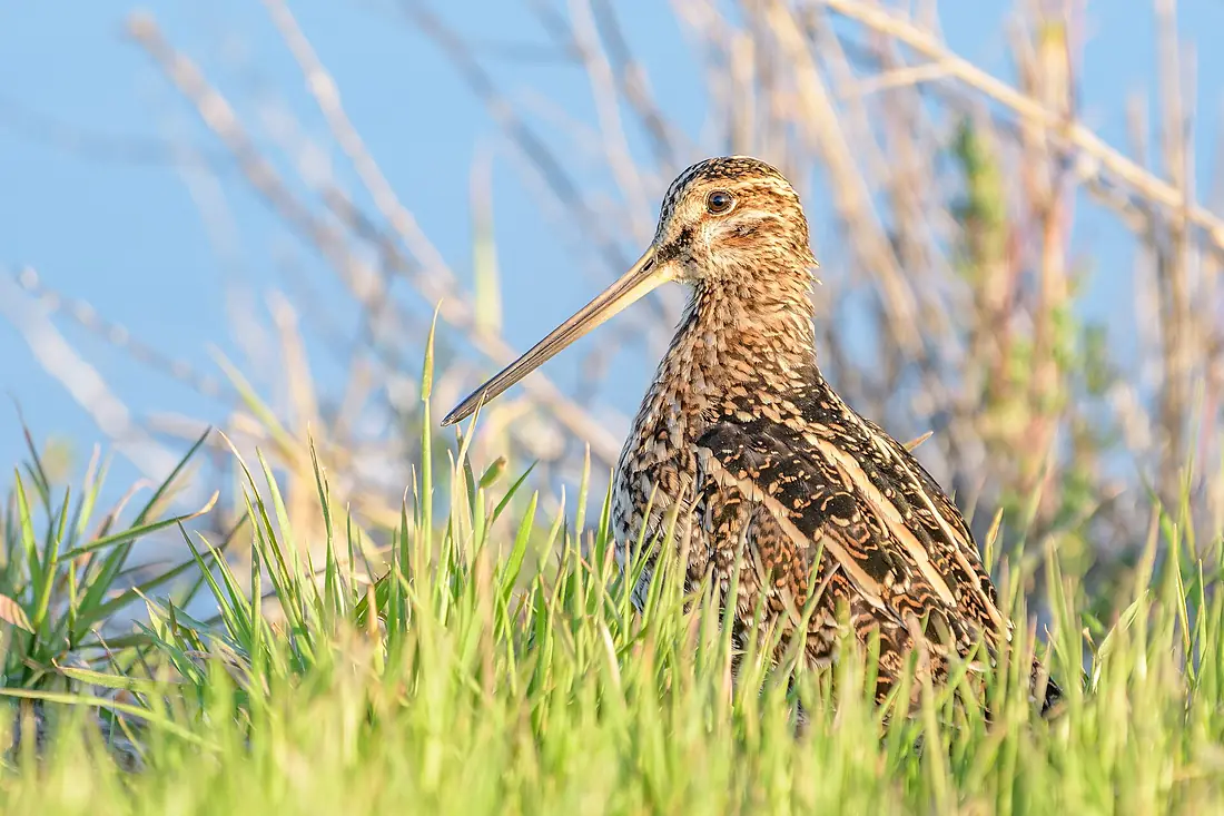 Wilson's Snipe (40475803613)