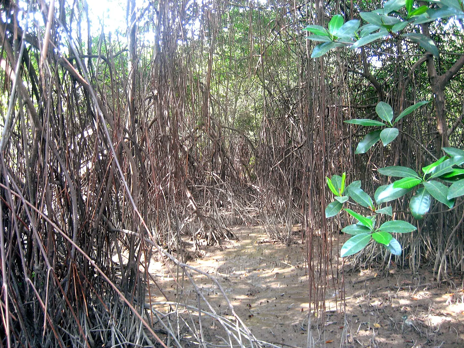 Parque Histórico Guayaquil - Mangrove