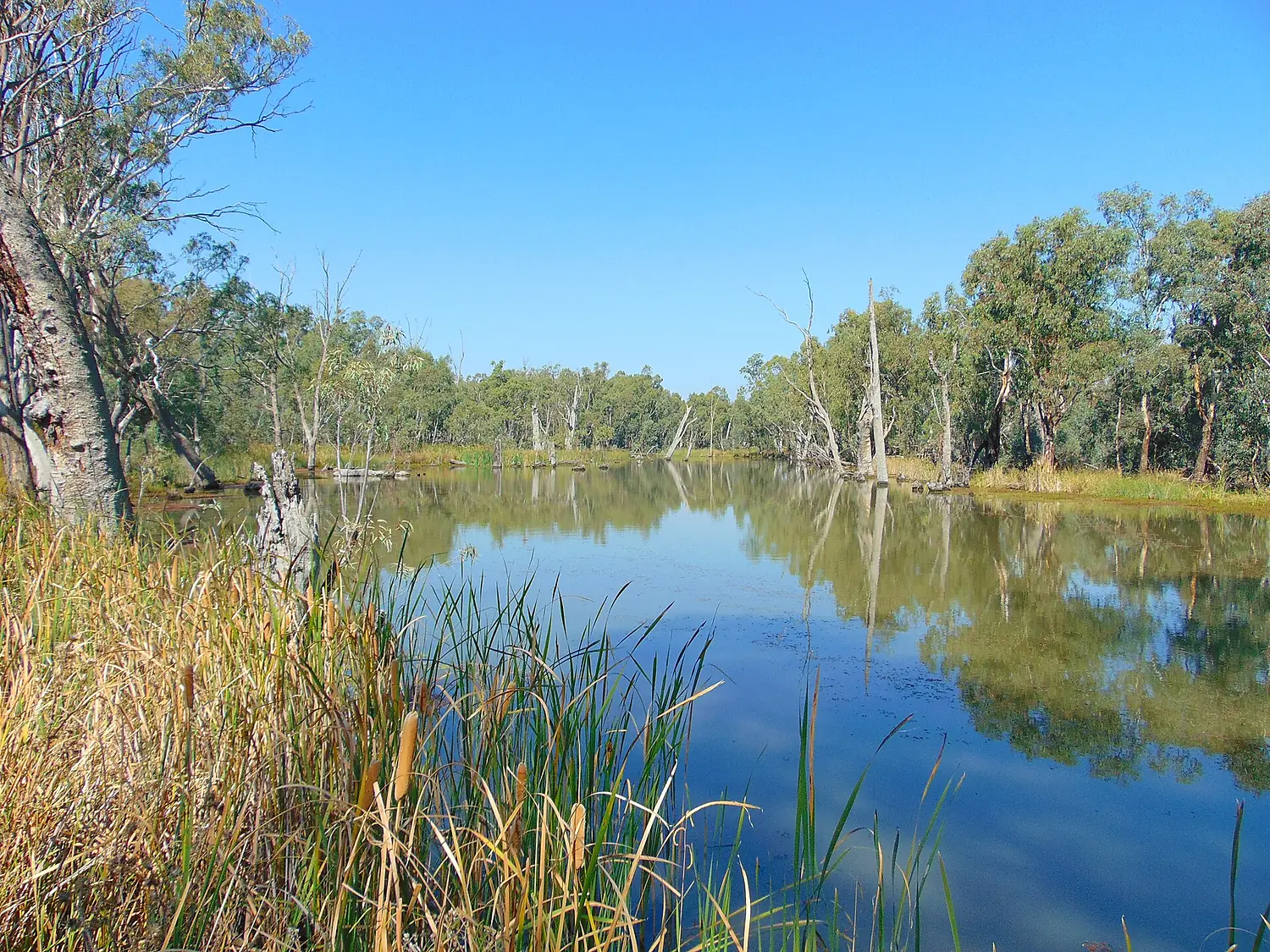 Gunbower Creek canoeing area in Gunbower National Park