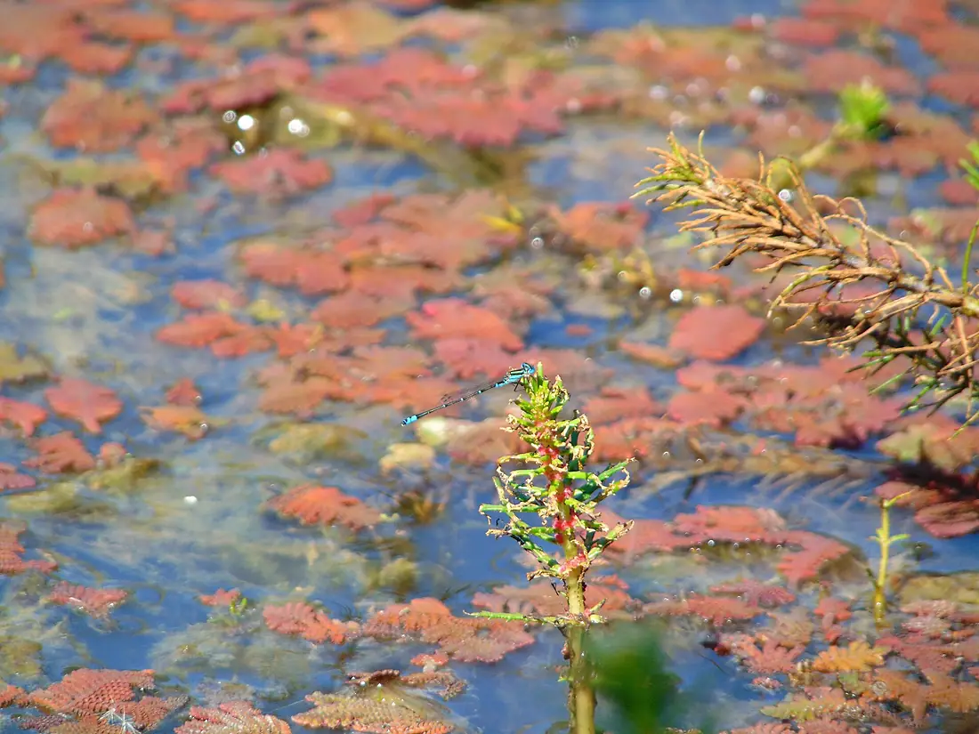 Damselfly (possibly of family Coenagrionidae) at Gunbower National Park, Victoria
