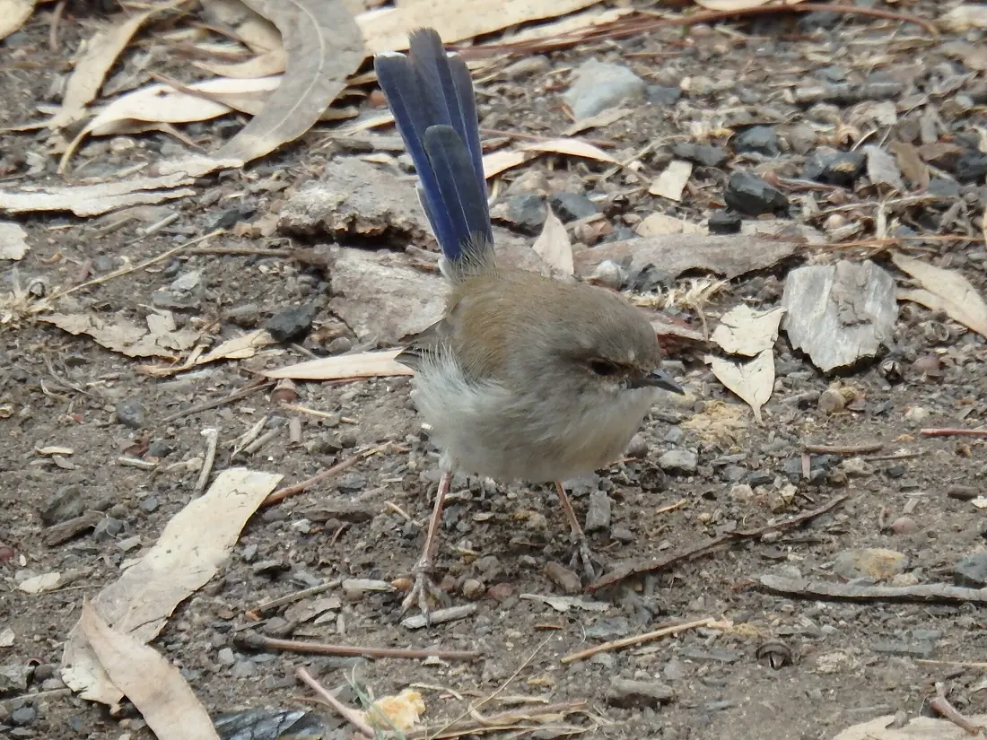 Gunbower Island Kroondrook Superb Fairy wren P3280065