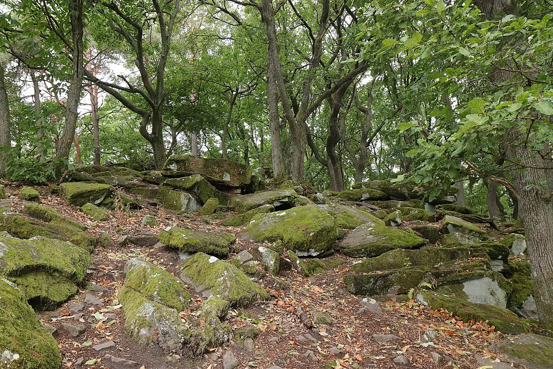 Venninger Wald