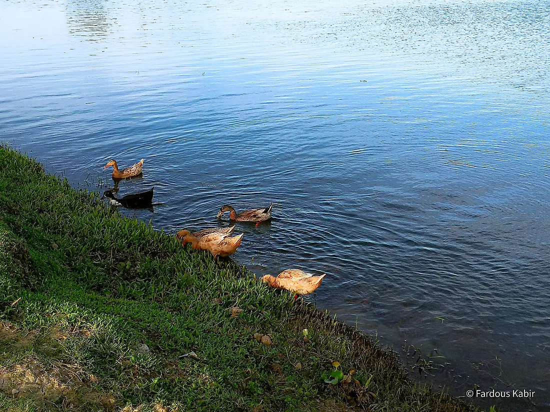 Hakaluki Haor by Fardous Kabir 02