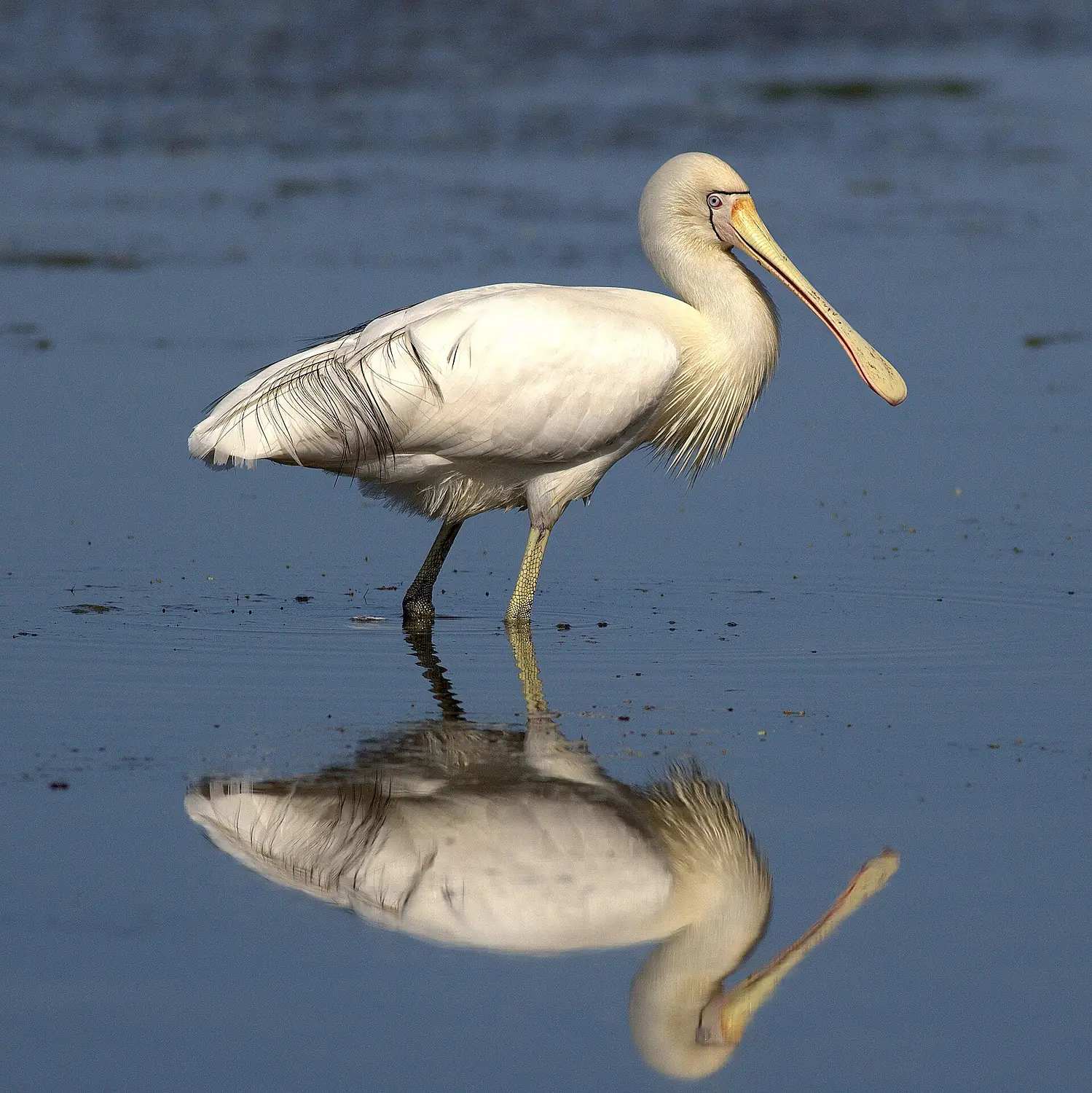Spoonbill in the Peel Harvey estuary