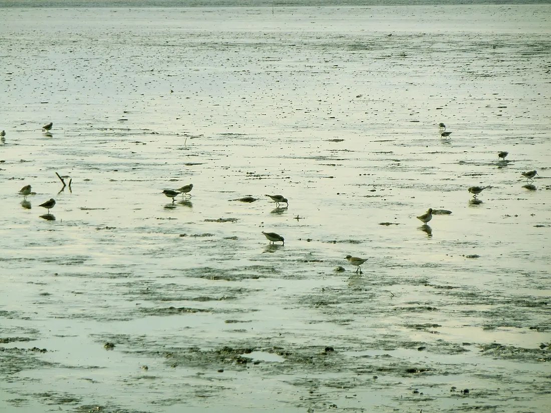 Dunlin and plovers on mudflat Higashiyoka coast