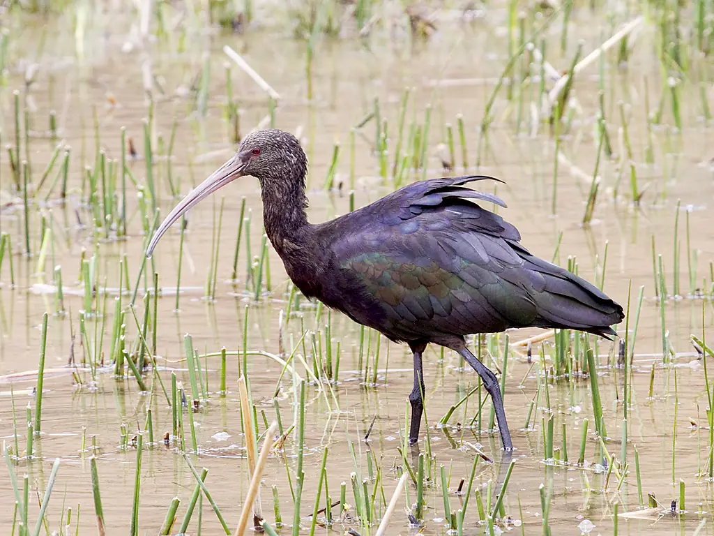 Plegadis ridgwayi -Huacarpay Lakes, near Cusco, Peru-8