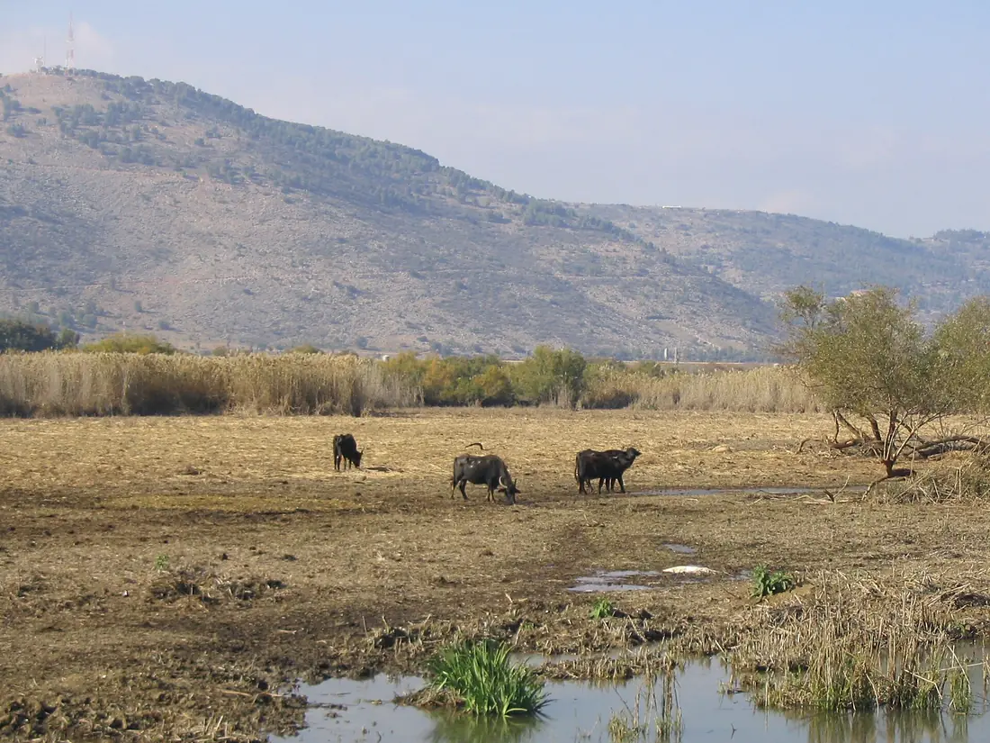 Hulah Valley, Israel, Buffalo