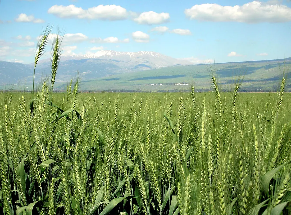 Wheat-haHula-ISRAEL2