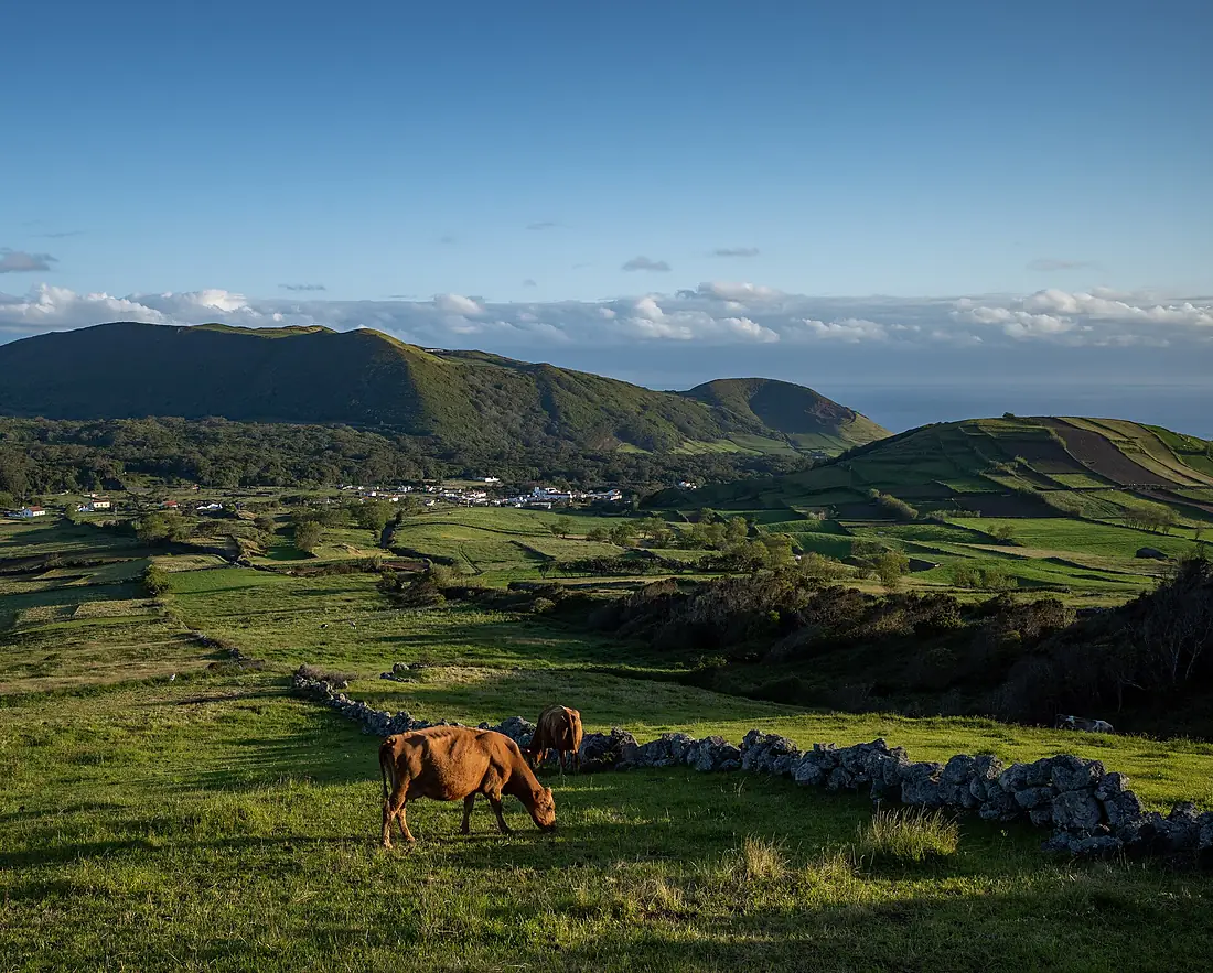 Cattle (Bos taurus), Caldeira, Graciosa Island, Azores, Portugal (PPL1-Corrected) julesvernex2-2