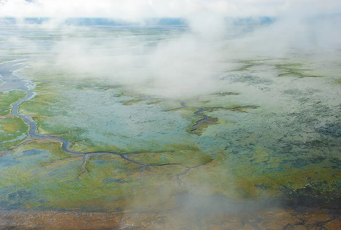 Aerial view of eelgrass in Izembek Lagoon. (51121674723)
