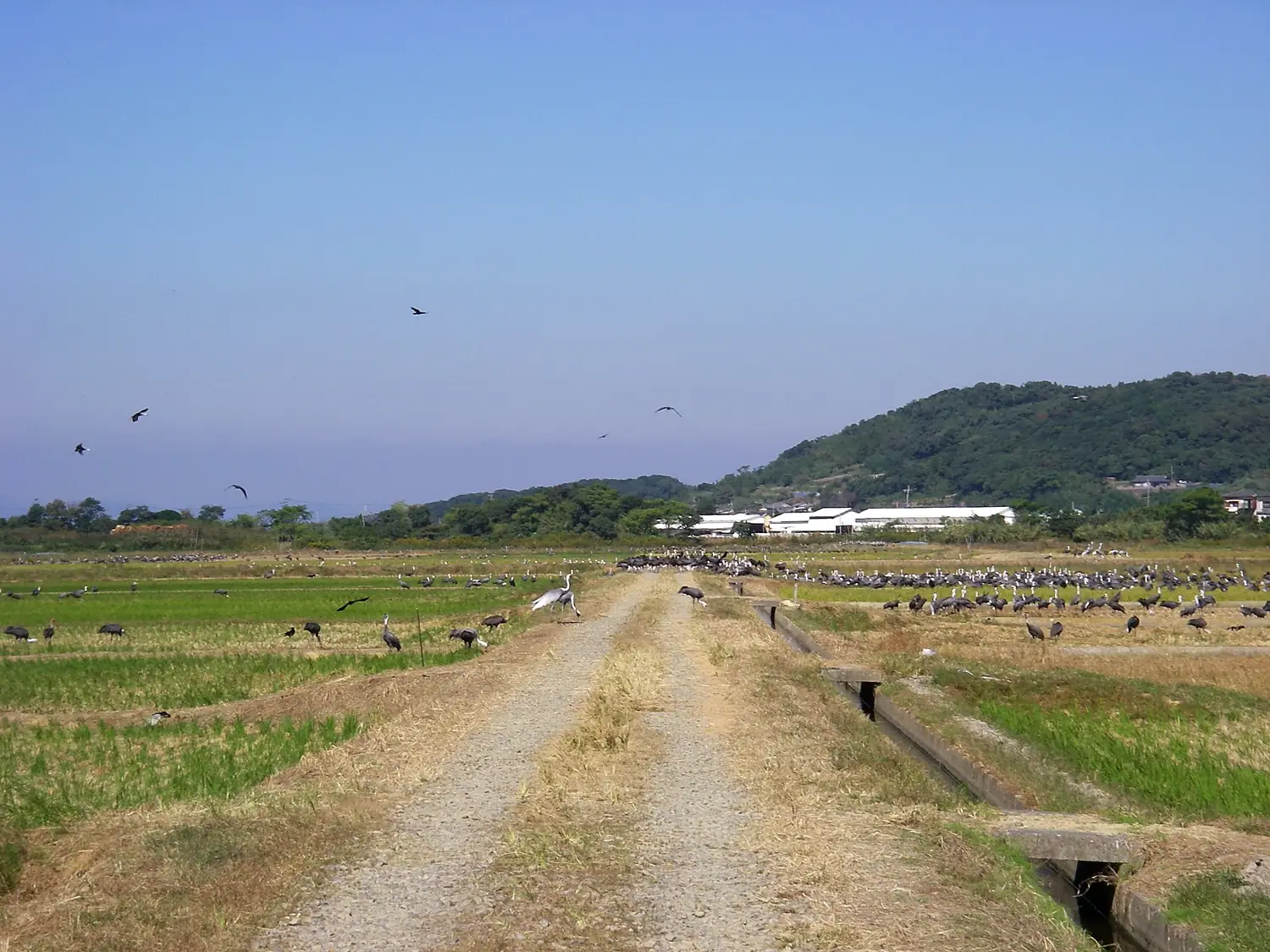 Cranes in Izumi, Kagoshima