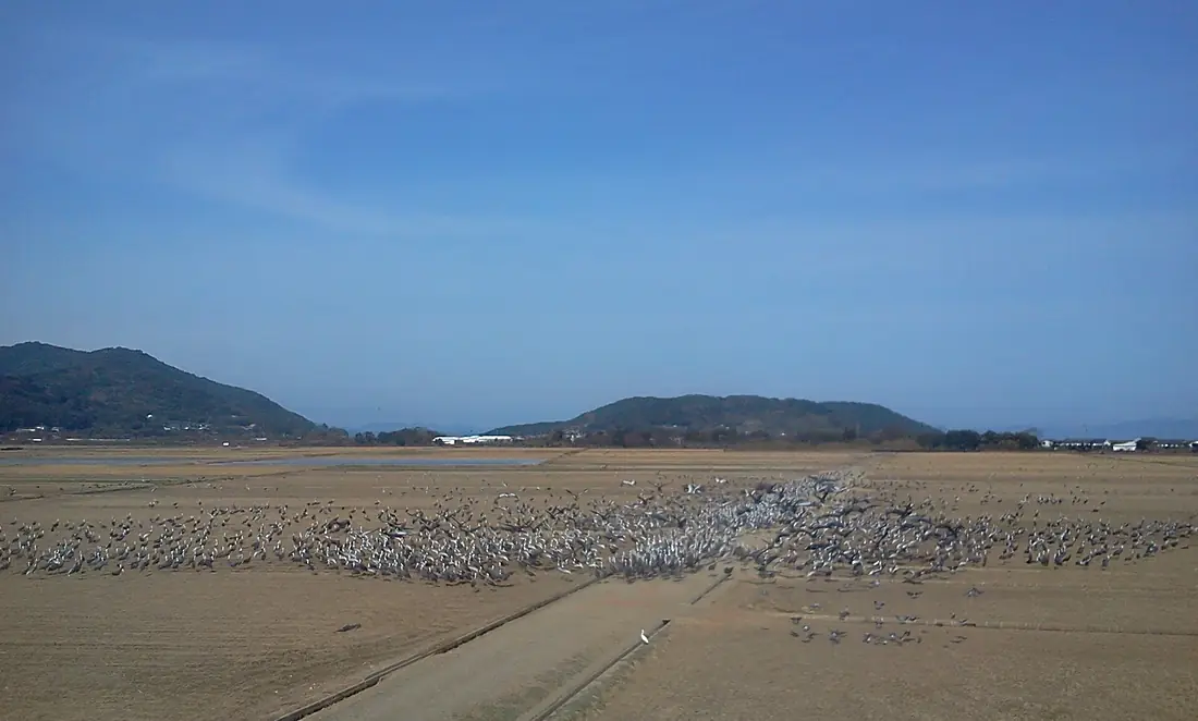 Izumi crane migration ground - Dec 31, 2011